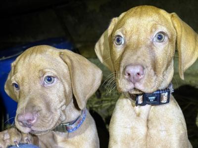 IKC Registered (pending) Hungarian Vizsla puppies in Kilkenny