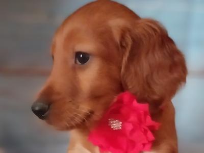 Irish Red Setter puppies in Kilkenny