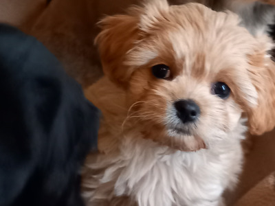 Cavachon puppies for sale in Galway
