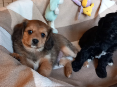 Cavachon puppies for sale in Galway