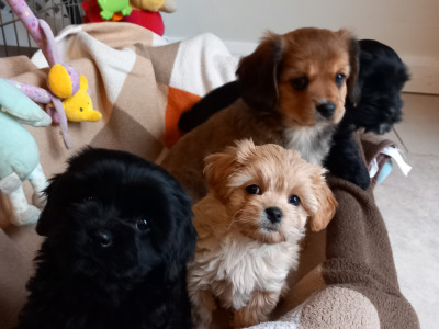 Cavachon puppies for sale in Galway