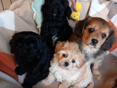 Cavachon puppies for sale in Galway