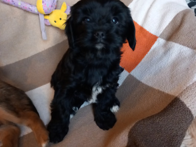 Cavachon puppies for sale in Galway