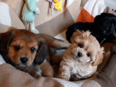 Cavachon puppies for sale in Galway