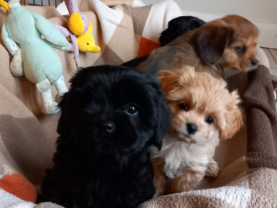 Cavachon puppies for sale in Galway