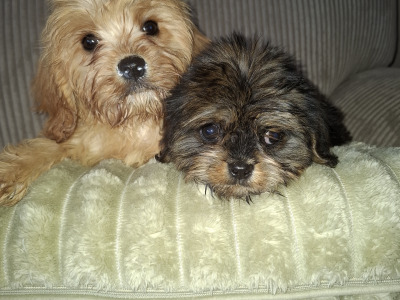 Adorable & Hypoallergenic - Super Rare Black - Cavachon puppies in Mayo
