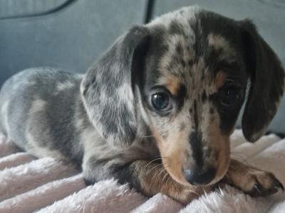 Adorable miniature Dachshund puppies in Dublin