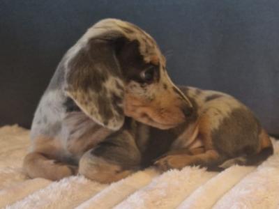 Adorable miniature Dachshund puppies in Dublin