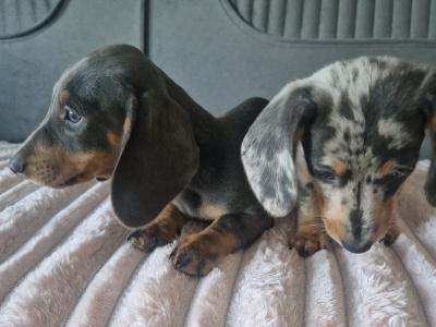Adorable miniature Dachshund puppies in Dublin