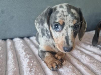 Adorable miniature Dachshund puppies in Dublin