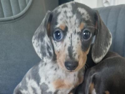 Adorable miniature Dachshund puppies in Dublin
