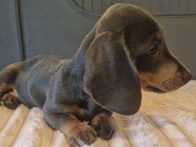 Adorable miniature Dachshund puppies in Dublin