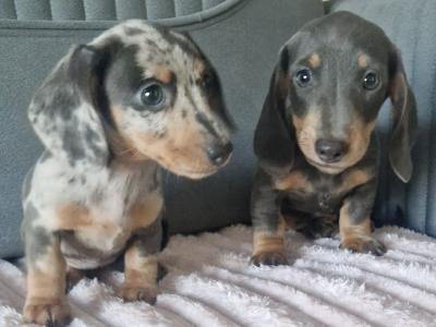 Adorable miniature Dachshund puppies in Dublin