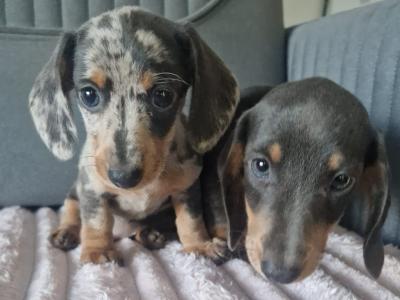 Adorable miniature Dachshund puppies in Dublin