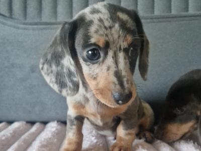 Adorable miniature Dachshund puppies in Dublin