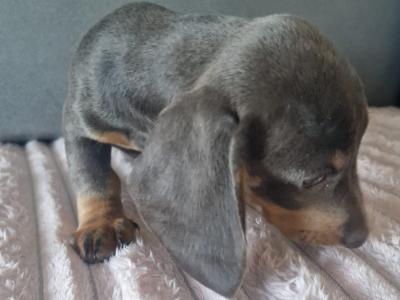 Adorable miniature Dachshund puppies in Dublin
