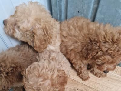 4 gorgeous miniature Poodle in Wexford