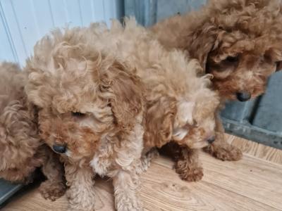 4 gorgeous miniature Poodle in Wexford