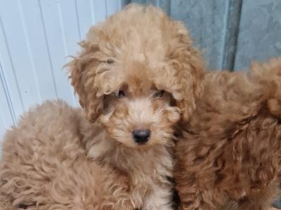 4 gorgeous miniature Poodle in Wexford
