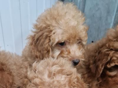4 gorgeous miniature Poodle in Wexford