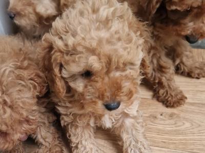 4 gorgeous miniature Poodle in Wexford