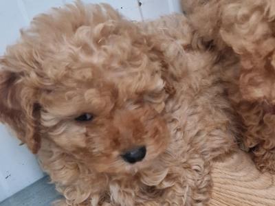 4 gorgeous miniature Poodle in Wexford