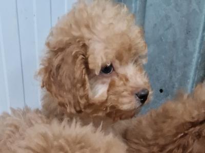 4 gorgeous miniature Poodle in Wexford