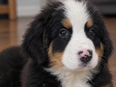 Beautiful purebred Bernese Mountain Dog puppies IKC Registration Pending