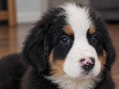 Beautiful purebred IKC Registered (pending) Bernese Mountain Dog puppies in Wicklow