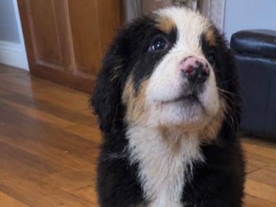 Beautiful purebred Bernese Mountain Dog puppies IKC Registration Pending