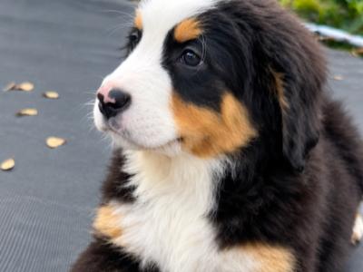 Beautiful purebred Bernese Mountain Dog puppies IKC Registration Pending