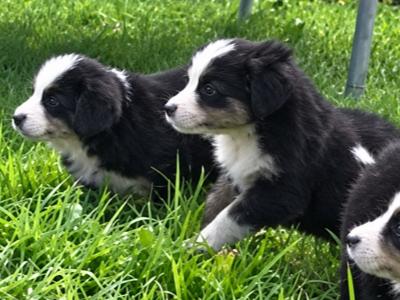 Beautiful purebred Bernese Mountain Dog puppies IKC Registration Pending