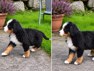 Beautiful purebred Bernese Mountain Dog puppies IKC Registration Pending