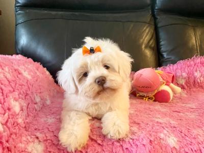 Female Cavachon ✨💕 puppy ✨ in Meath