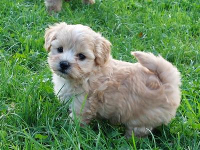 Very small Maltipoos puppies for sale