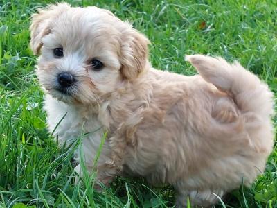 Very small Maltipoo puppies for sale in Meath