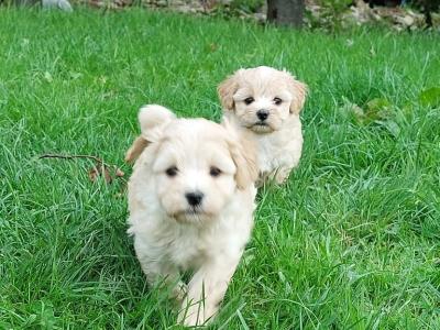 Very small Maltipoos puppies for sale