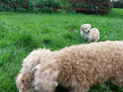 Very small Maltipoos puppies for sale
