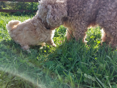 Very small Maltipoos puppies for sale