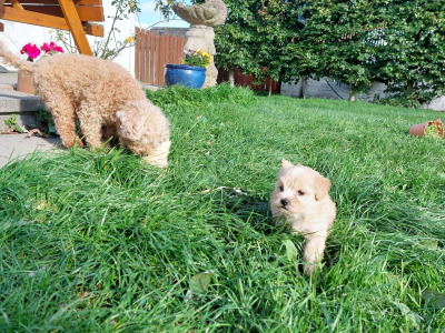 Very small Maltipoos puppies for sale