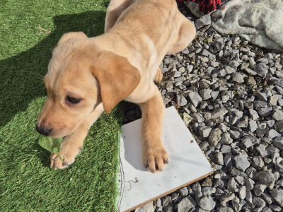 IKC Registered (pending) Pedigree Ladrador puppies in Galway