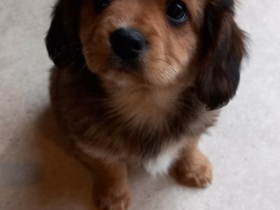 Cavachon puppies for sale in Galway