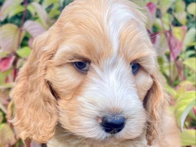 8 Cockapoo puppies in Cavan