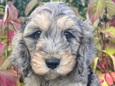 8 Cockapoo puppies in Cavan