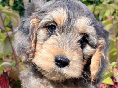 8 Cockapoo puppies in Cavan