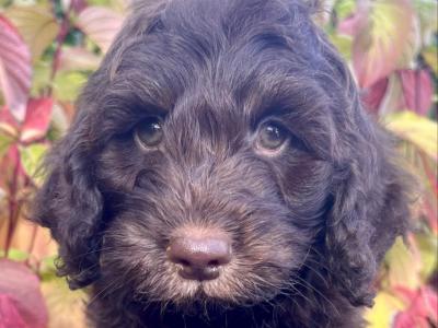 8 Cockapoo puppies in Cavan