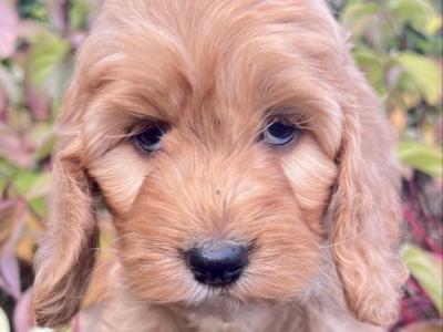 8 Cockapoo puppies in Cavan