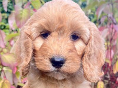 8 Cockapoo puppies in Cavan
