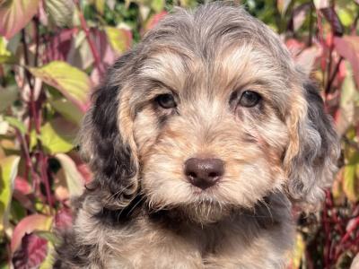 8 Cockapoo puppies in Cavan