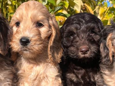 8 Cockapoo puppies in Cavan
